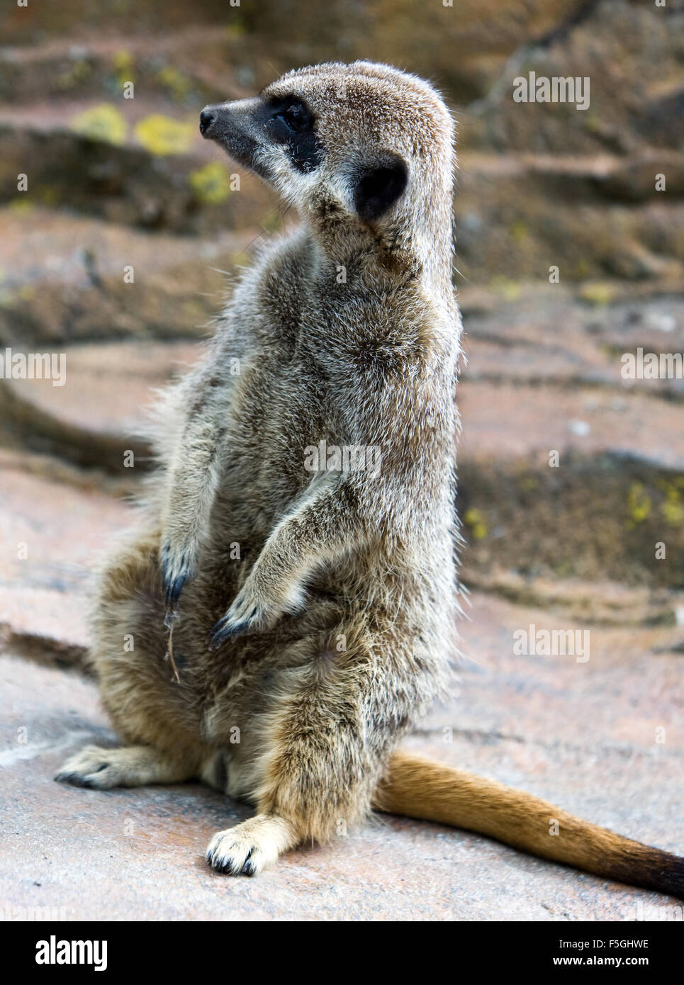 Bébé suricate Banque D'Images