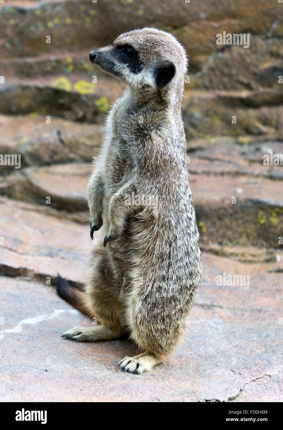 Bébé suricate Banque D'Images
