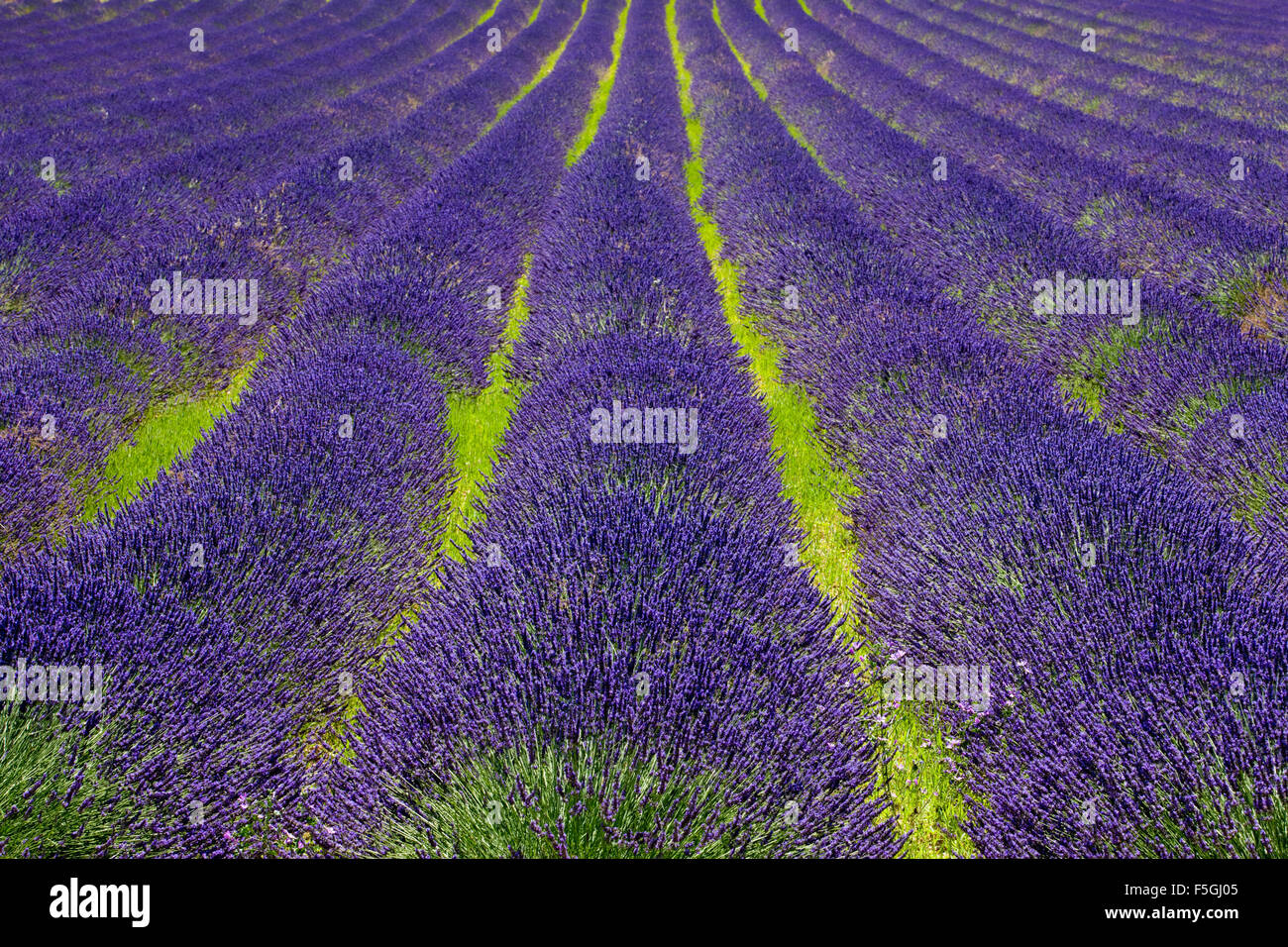 Champ de lavande (Lavandula angustifolia) sur le plateau d'Albion, Vaucluse, Provence, France Banque D'Images