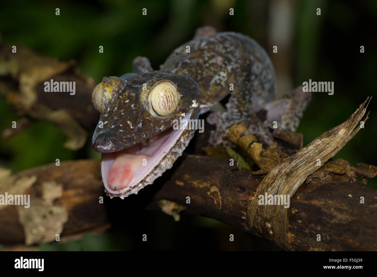 Gecko à queue de feuille moussus (Uroplatus fimbriatus) sur une branche avec la bouche ouverte en danger pose, Nosy Mangabe, Baie d'Antongil Banque D'Images