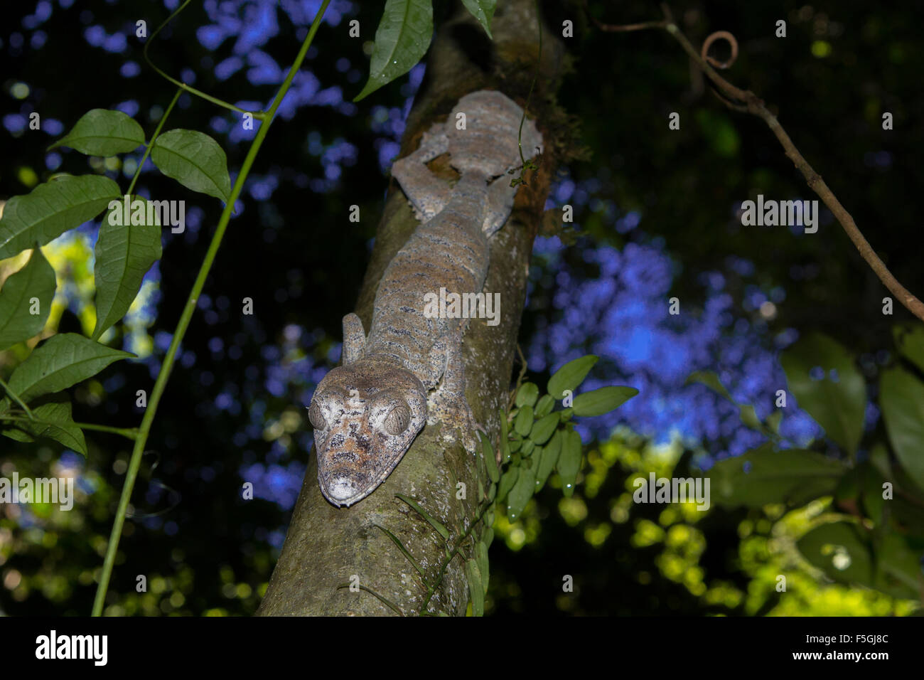 Gecko à queue de feuille moussus (Uroplatus giganteus), le Parc National de Marojejy forêt tropicale, au nord-est de Madagascar, Madagascar Banque D'Images