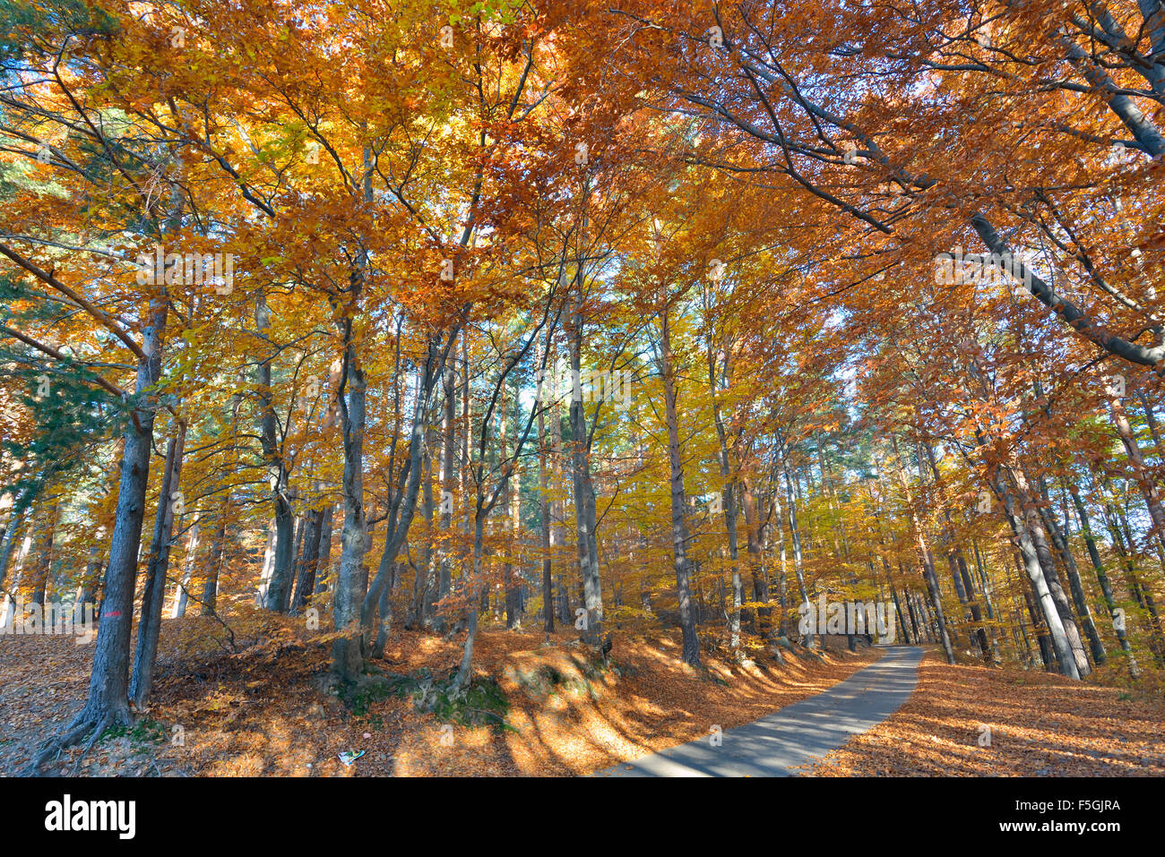 Forêt d'automne et de la route Banque D'Images