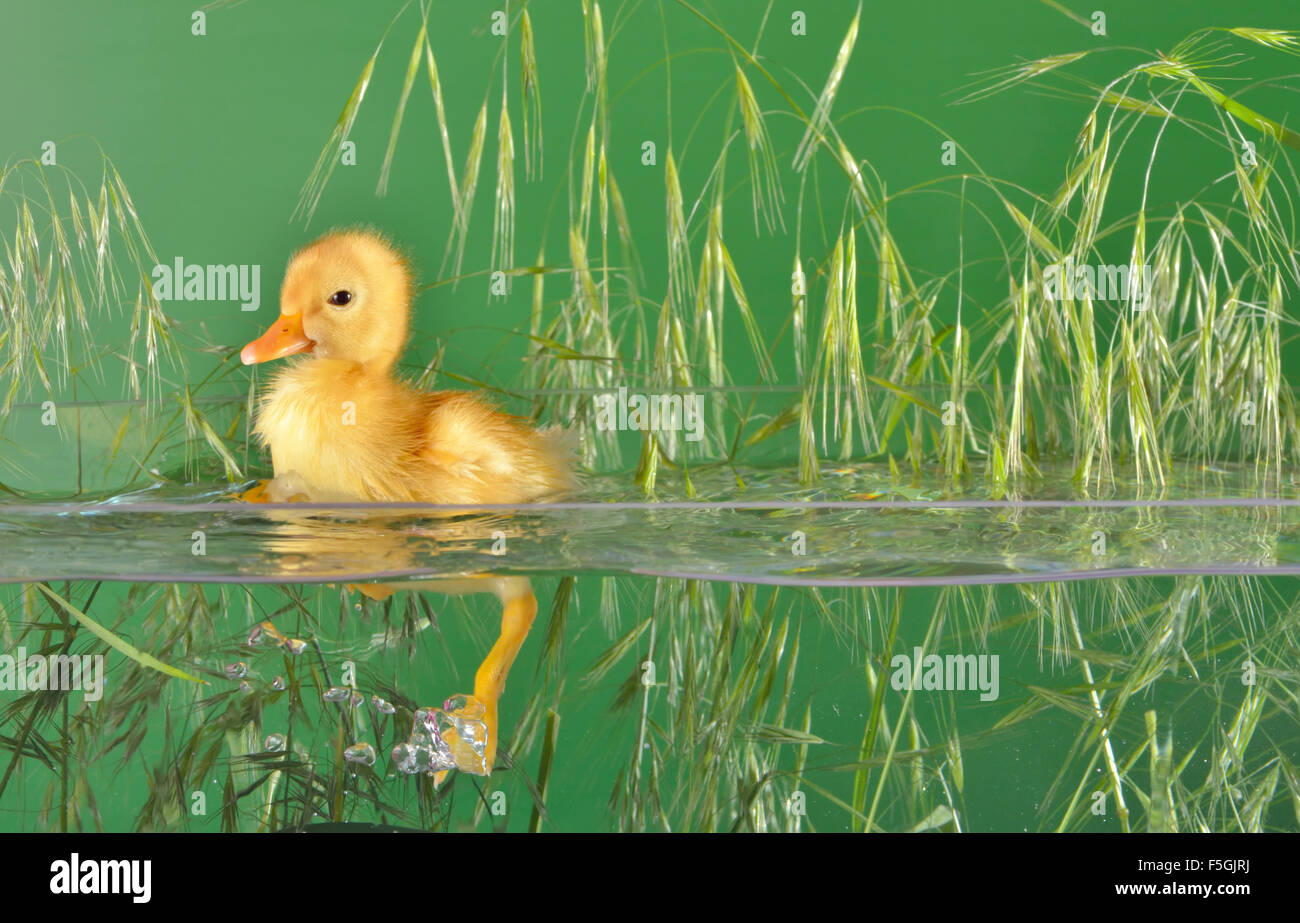 Dans de l'eau flottant canard peu isolé Banque D'Images