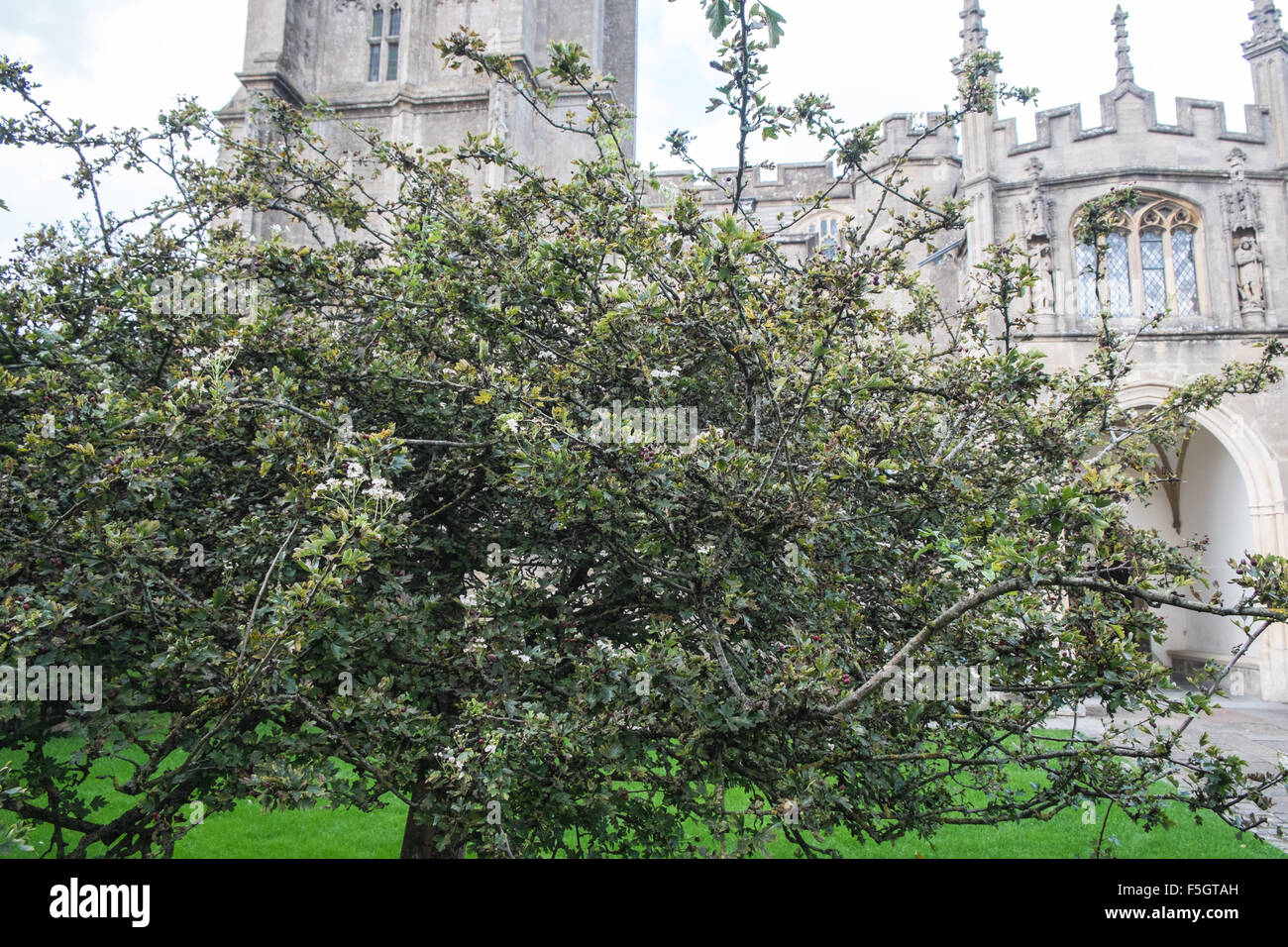 Saint Thorn Tree, un brin de ce qui est envoyé à la Reine pour table de dîner de Noël, dans les motifs d'église High Street,Glastonbury. Banque D'Images