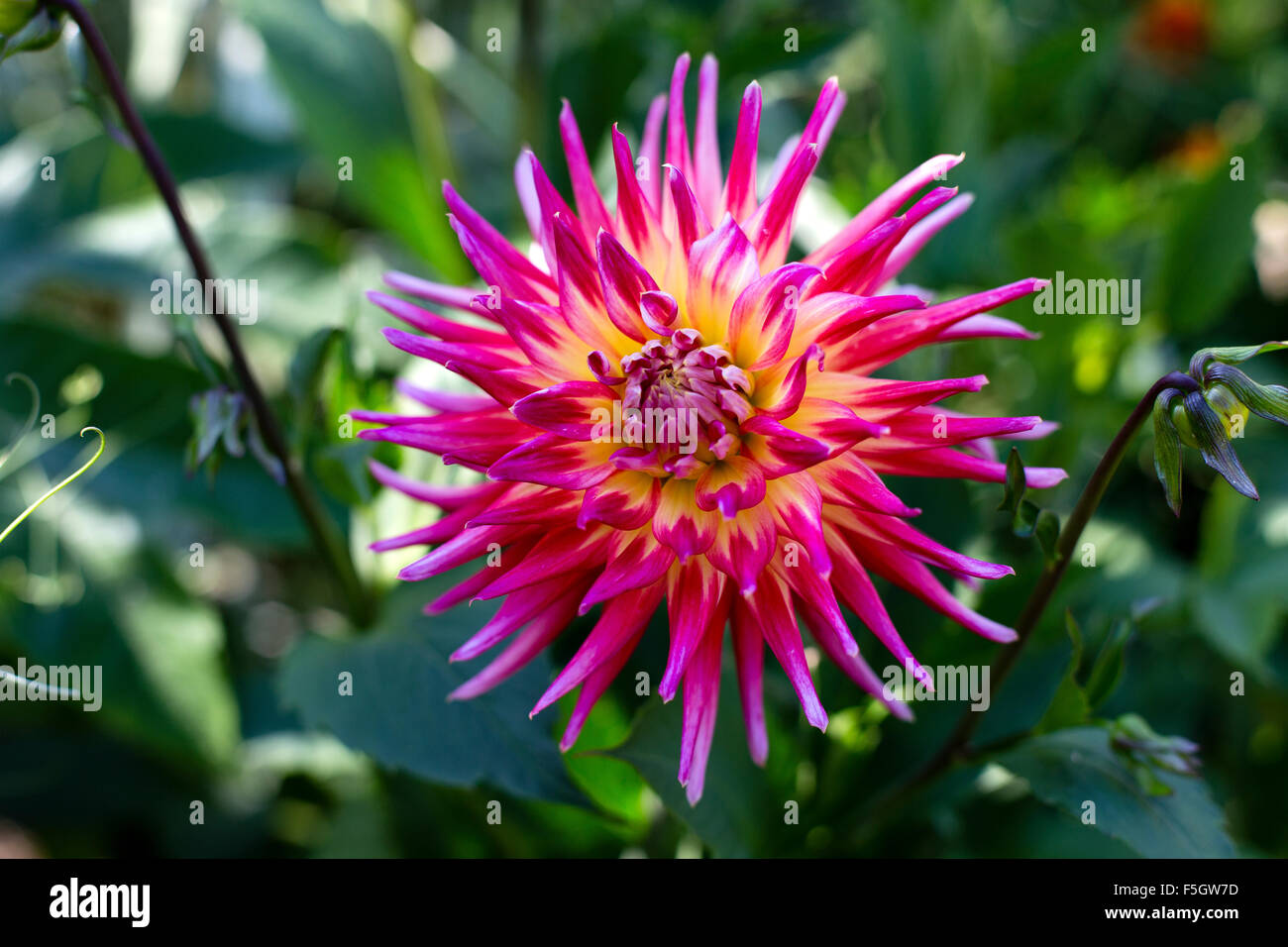 Jaune et rose fleur Dahlia Catus Banque D'Images