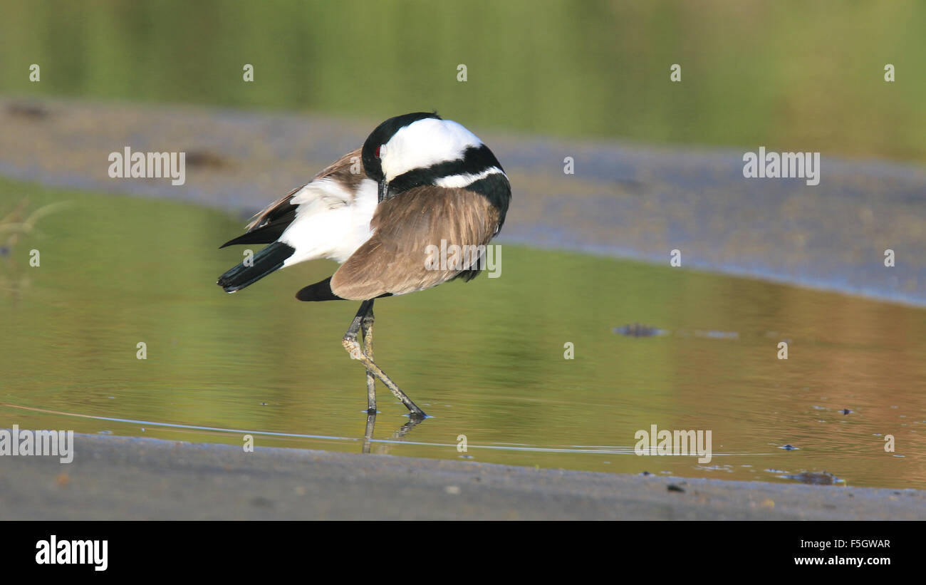 Spur-winged sociable - Chypre Banque D'Images