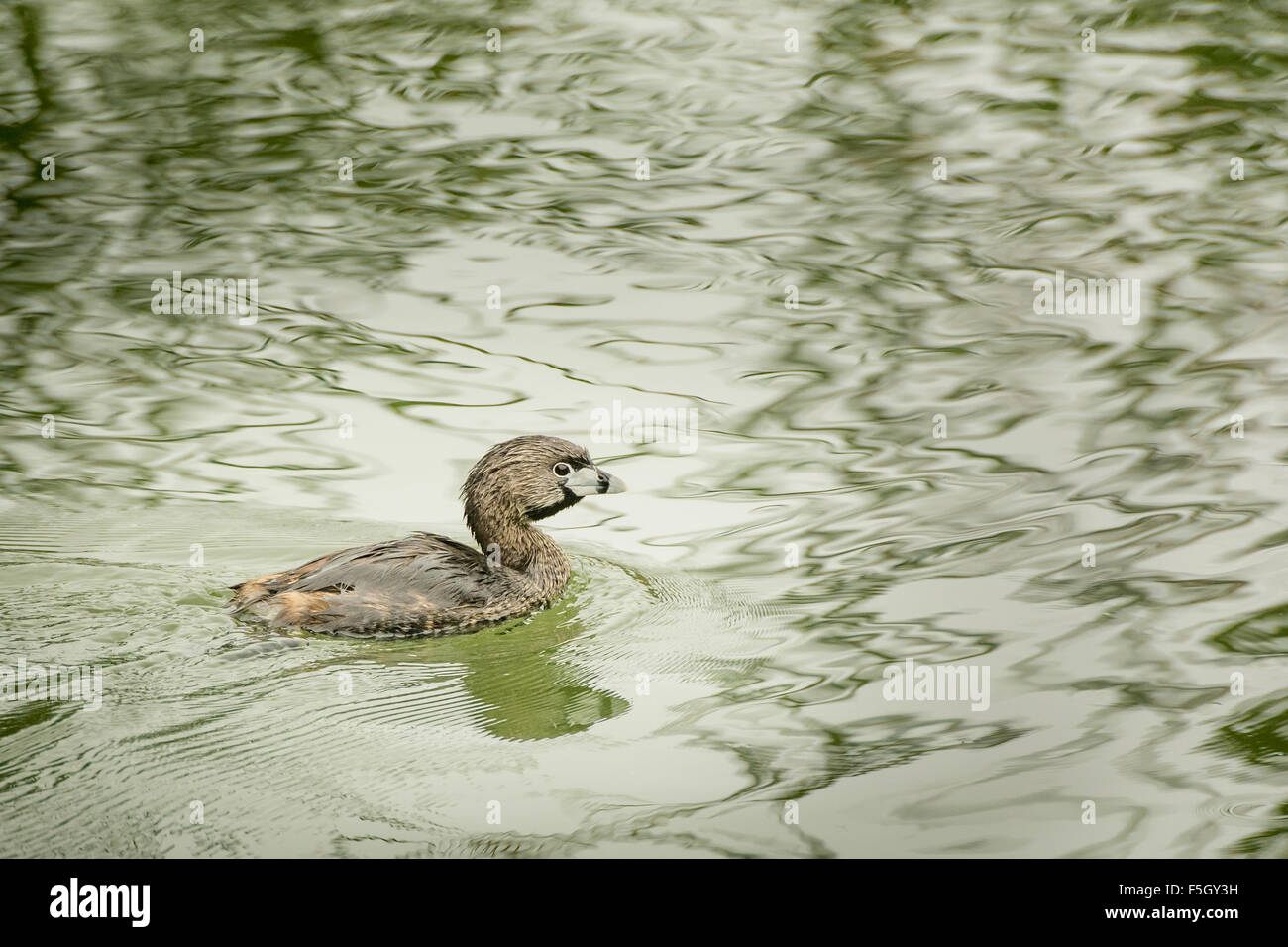 Pied-Billed Grebe (Podilymbus podiceps) sur l'eau Banque D'Images