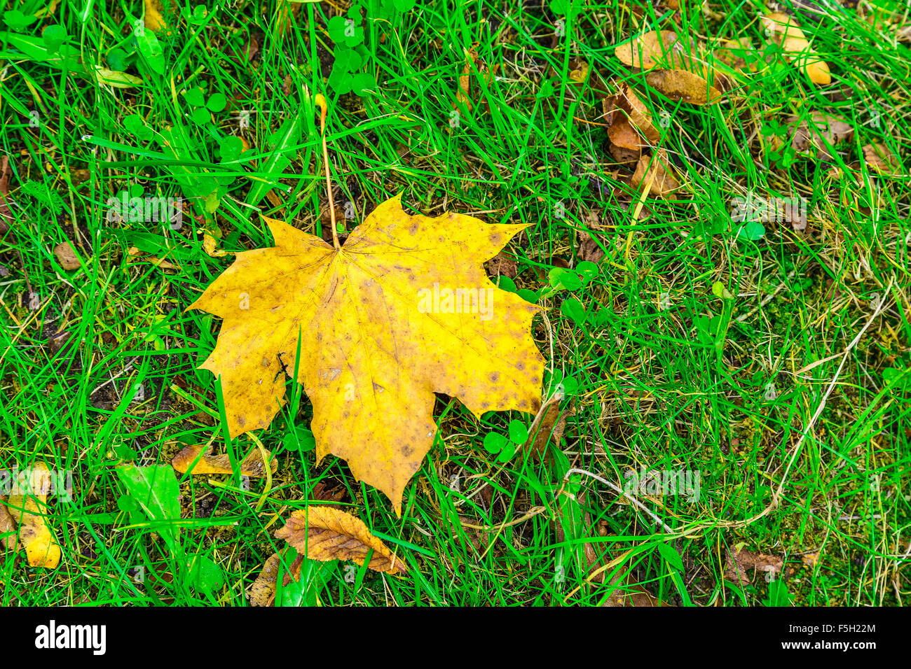 Feuille d'érable jaune on Green Grass Banque D'Images