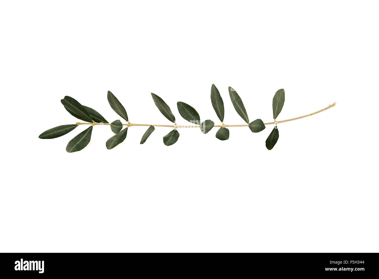 Arbre généalogique Olive twig avec des feuilles isolées sur fond blanc. Une seule branche de symbole de paix Banque D'Images