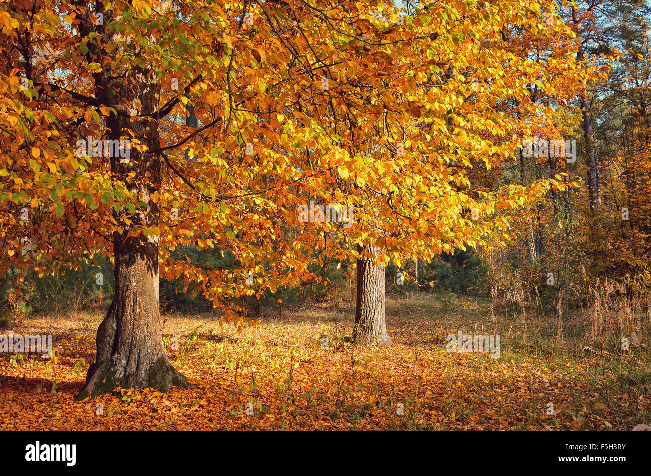 Arbre dans la forêt d'automne Banque de photographies et d’images à