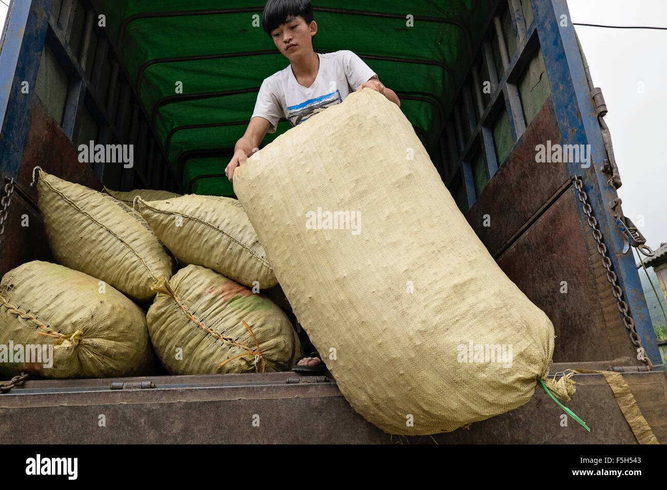 Un homme de la tribu des Dao rouge, charge des sacs de graines de cardamome sur un camion dans le village de Ban Khoang, Lao Cai Province, Vietnam Banque D'Images
