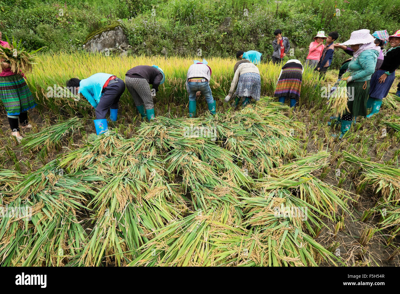 Villages de la tribu Hmong riz récolte dans le village de Ta Phin, province de Lao Cai au Vietnam Banque D'Images