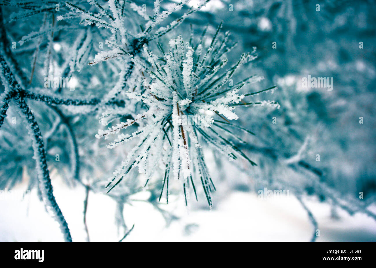 Les feuilles d'hiver dans le gel. Abstract background Banque D'Images