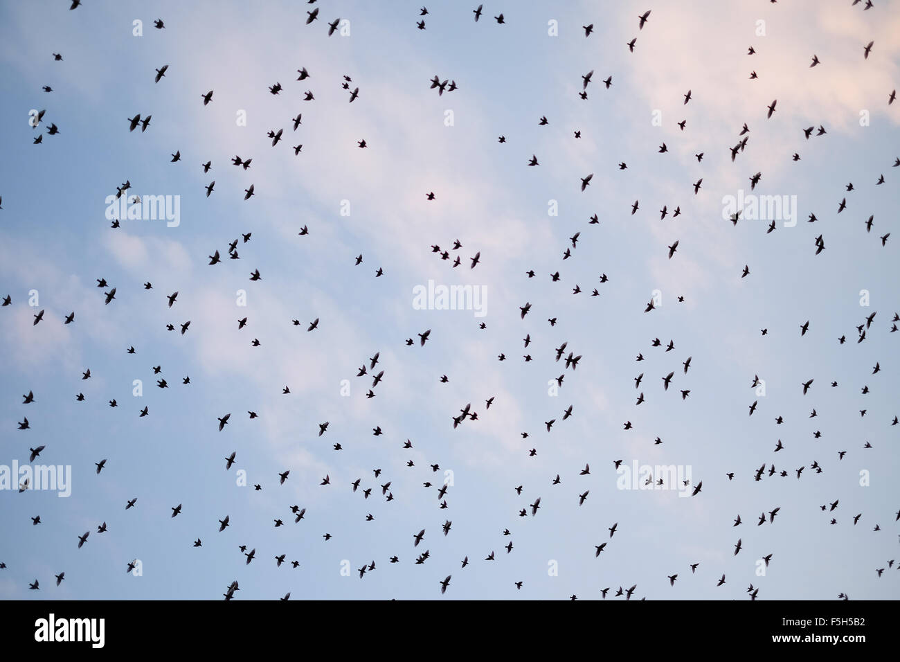 Flok d'oiseaux volant loin dans la fin de l'été Banque D'Images