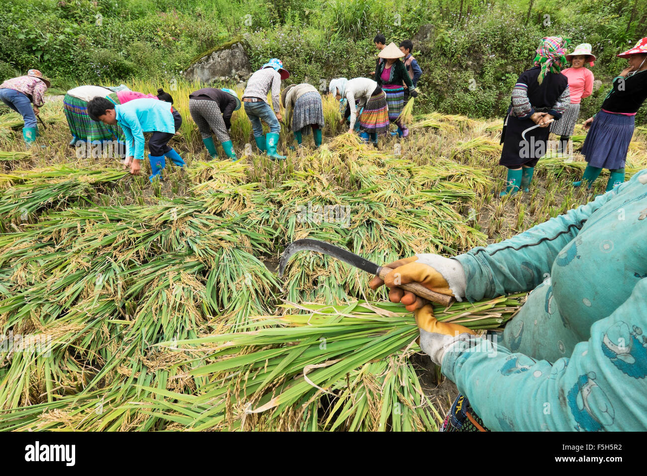 Les villageois de la tribu Hmong riz récolte dans le village de Ta Phin, province de Lao Cai au Vietnam Banque D'Images