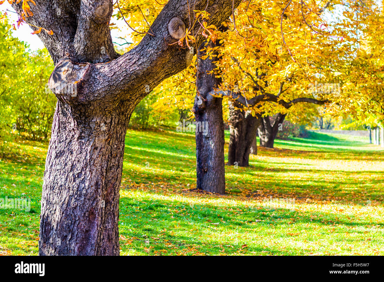 Les arbres d'automne dans les jardins de Vysehrad à Prague, République Tchèque Banque D'Images