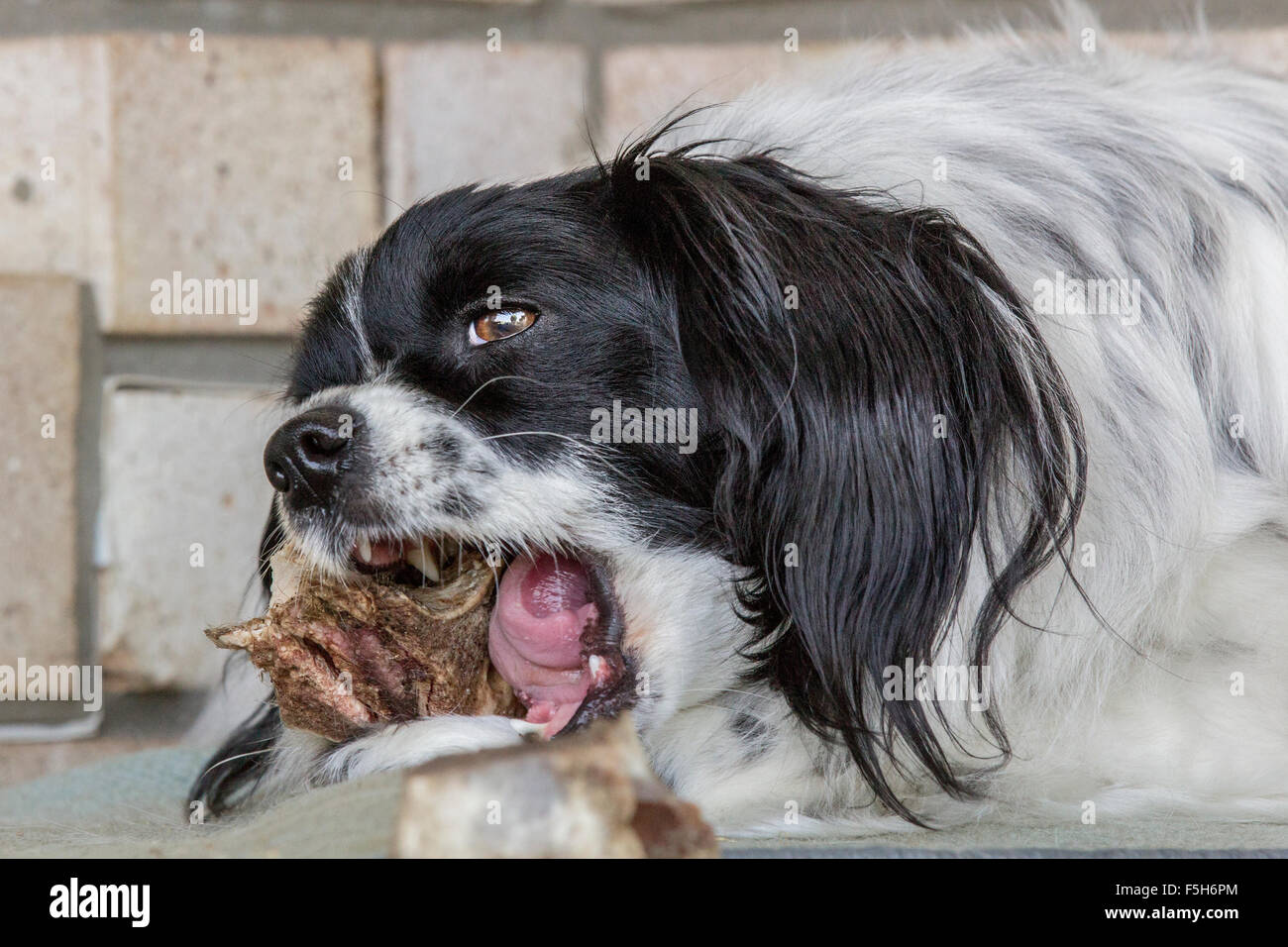 Heureux animal de manger et de mâcher les os à l'extérieur d'une maison. Banque D'Images