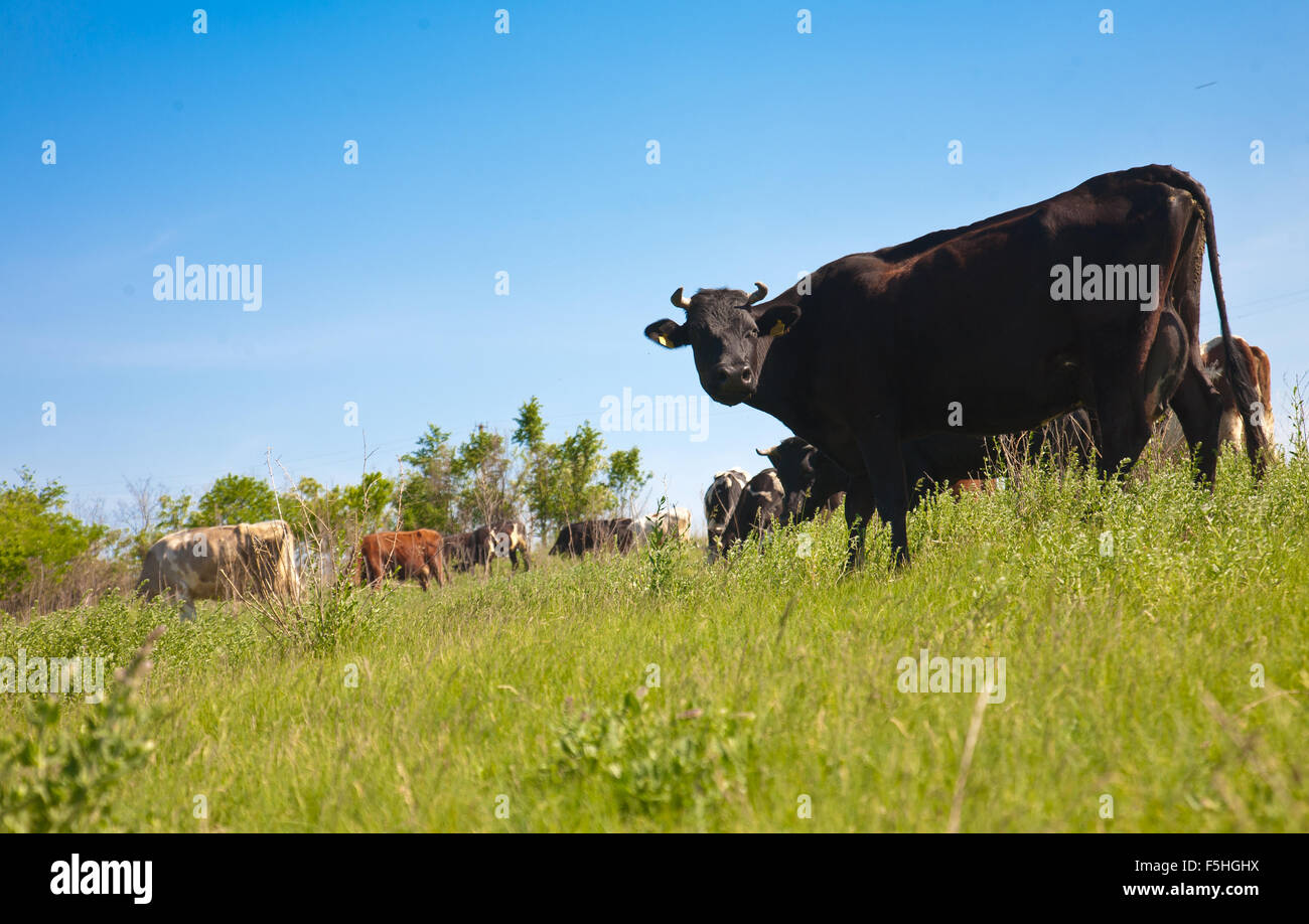 Un troupeau de vaches paissant sur une colline dans une journée ensoleillée d'été Banque D'Images