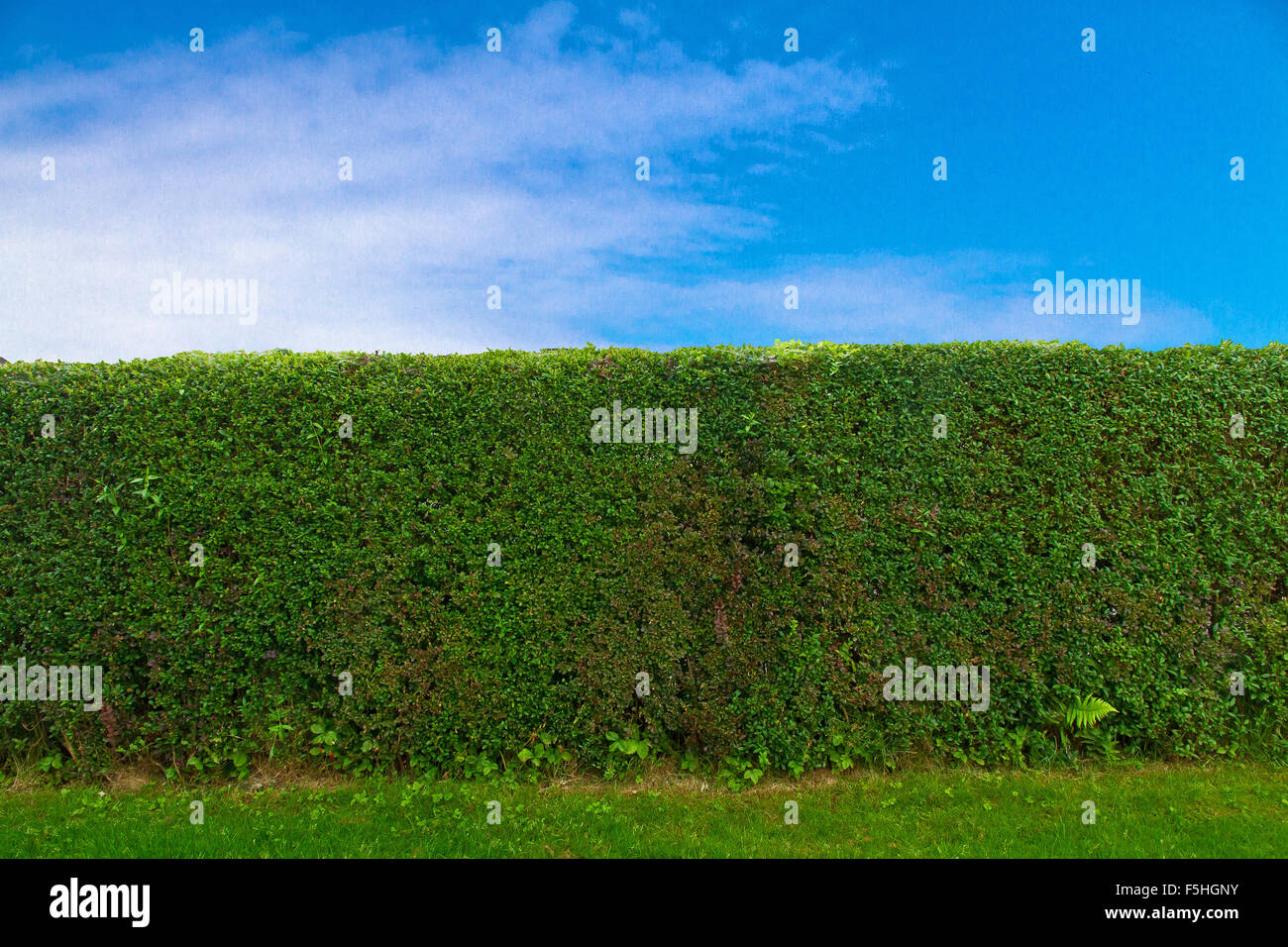 Couverture verte et ciel bleu Banque D'Images