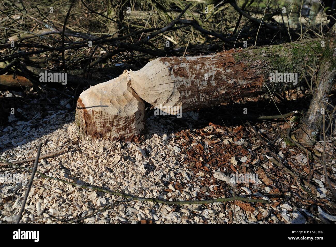 Le Castor d'Eurasie (Castor fiber) coupe d'arbres près de la rivière Banque D'Images