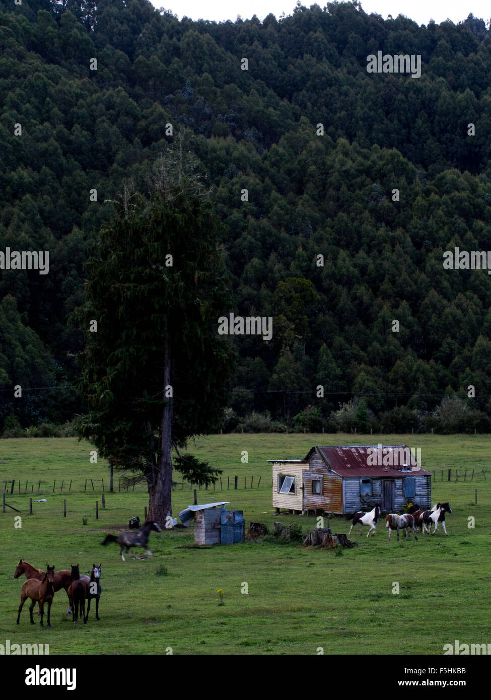 Chevaux près de l'édifice abandonné, Ruatahuna, Te Urewera, île du Nord, Nouvelle-Zélande Banque D'Images