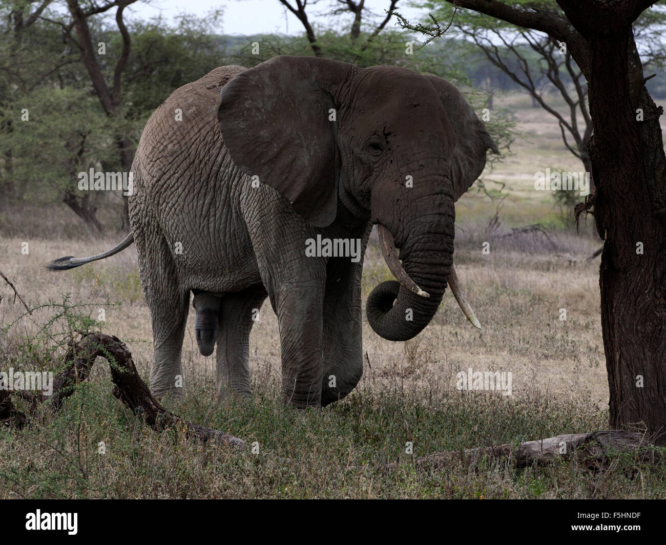 La marche de l'eléphant d'Afrique mâle Banque D'Images