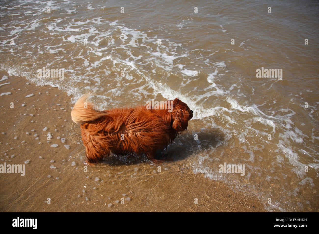 Cavalier King Charles Spaniel, ruby, 8 ans, à la plage, Texel, Pays-Bas|Cavalier King Charles Spaniel, Ruede, ruby, 8 Jah Banque D'Images