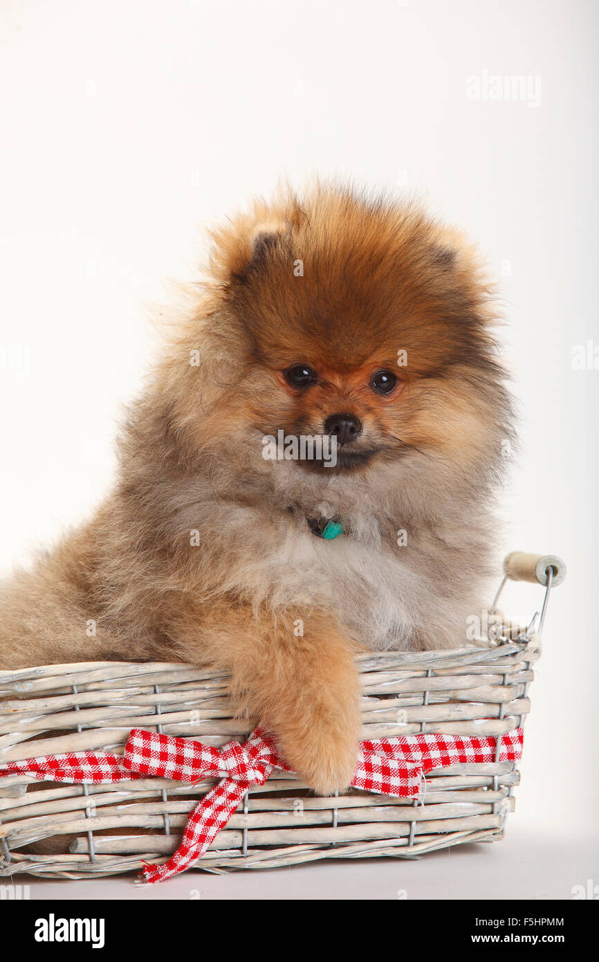 Spitz Pomeranian, puppy, 4 mois|Zwergspitz, Welpe, 4 Monate Banque D'Images