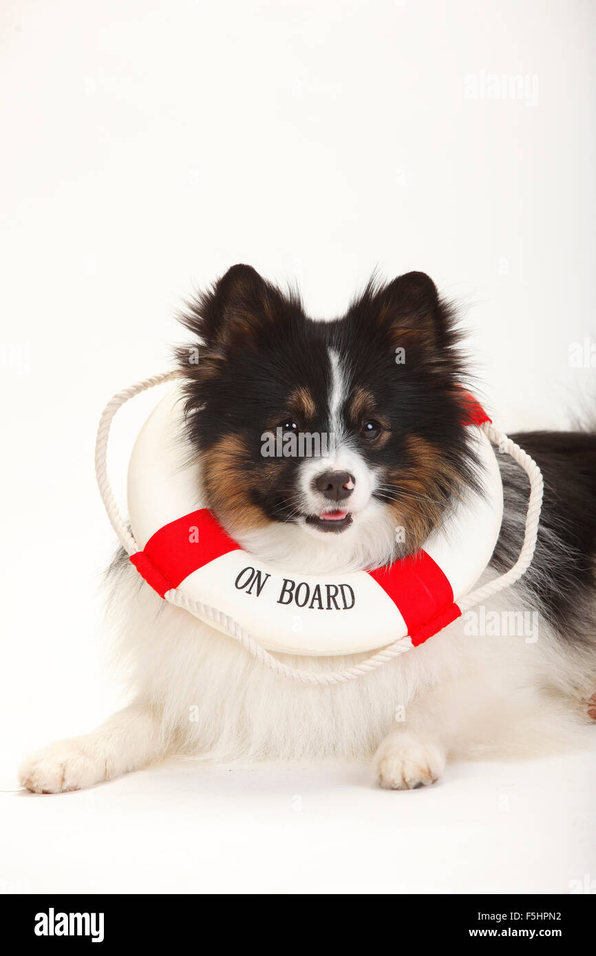 Mixed Breed Dog Spitz (croix)|Mischlingshund (Spitzmischling) Banque D'Images