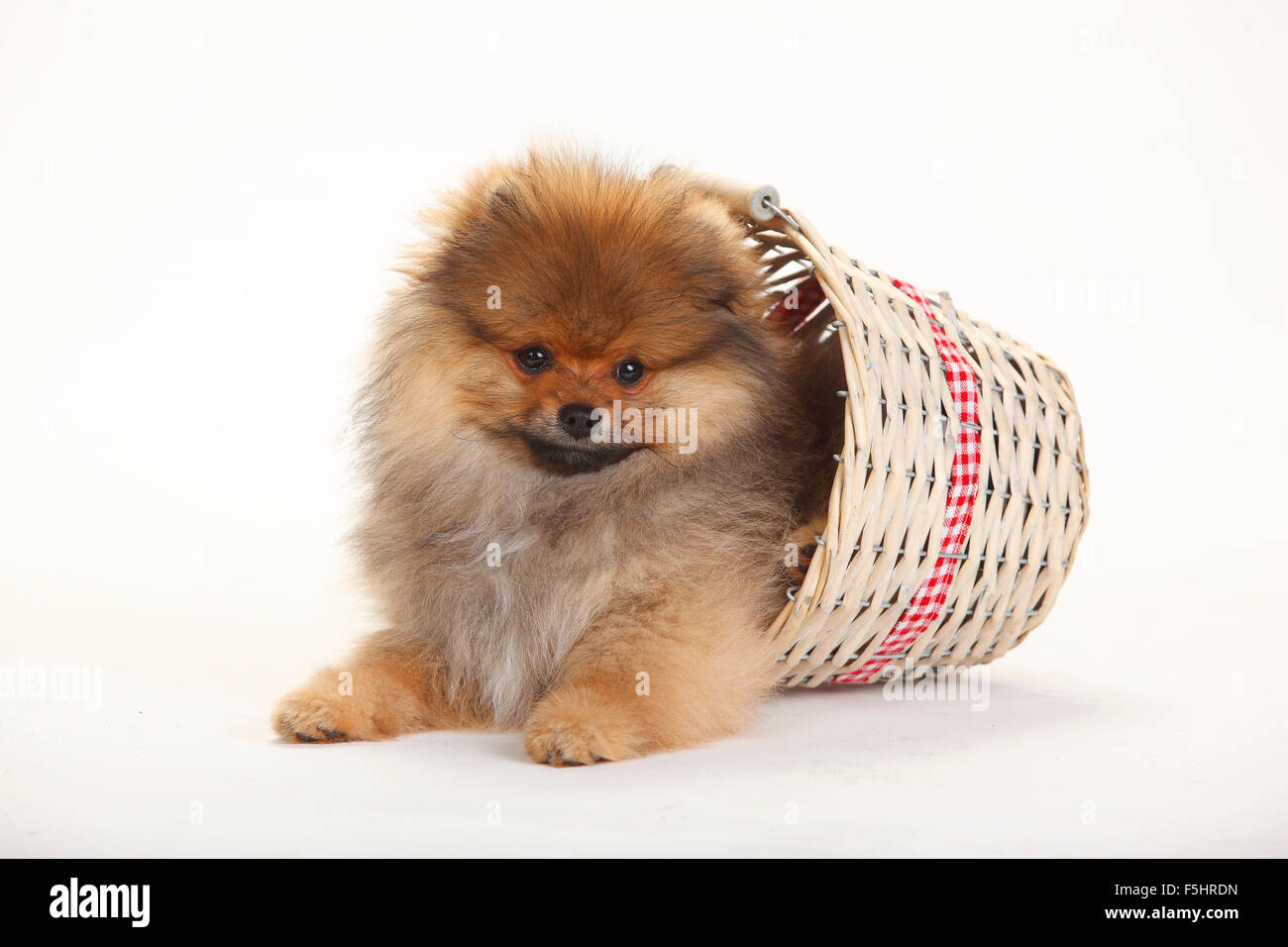 Spitz Pomeranian, puppy, 4 mois|Zwergspitz, Welpe, 4 Monate Banque D'Images