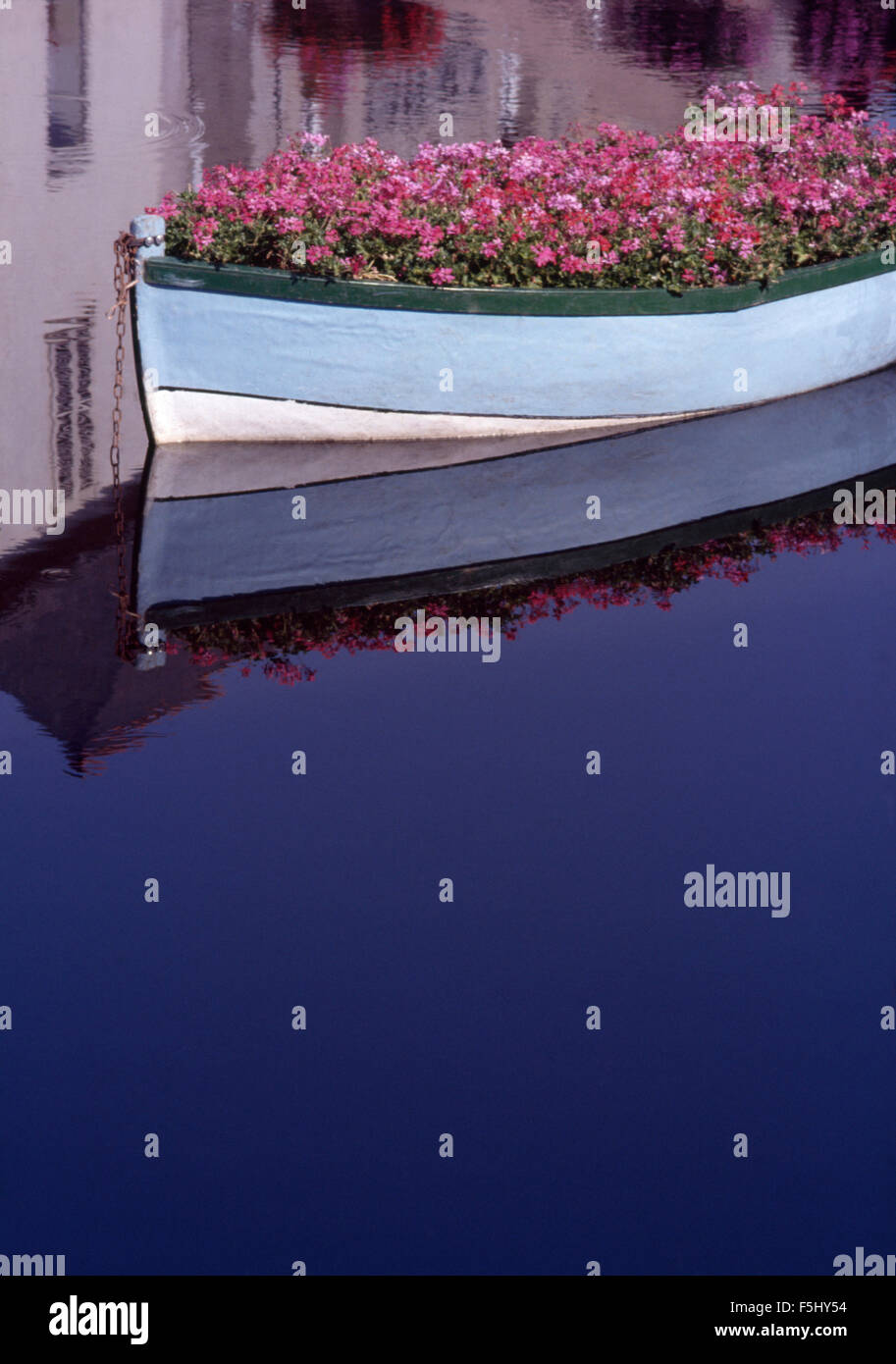 Bateau en bois bleu pâle remplies de géraniums rose sur un canal tranquille à Venise Banque D'Images