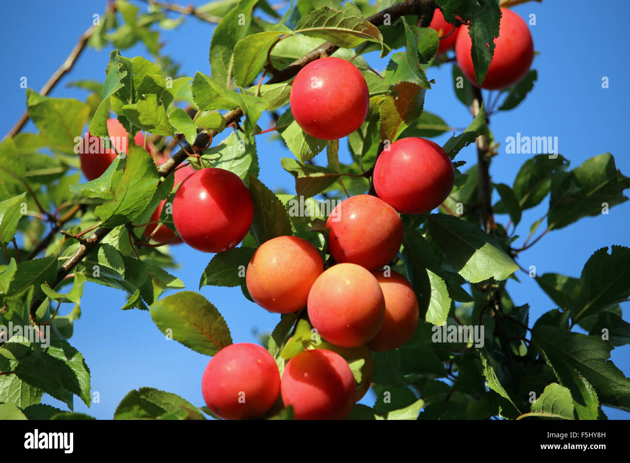 La fin de l'été, prunes rouges on tree Banque D'Images