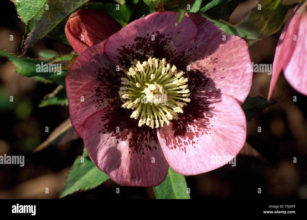 Close-up of a pink Helleborus orientalis Banque D'Images