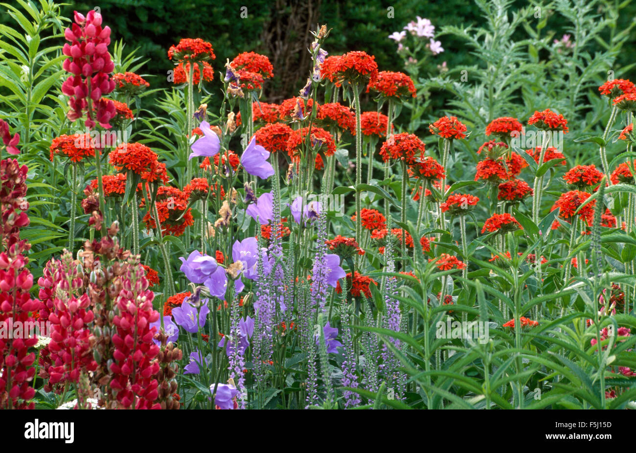 Close-up of red Lychnia avec lupins roses et bleu Canterbury bells Banque D'Images