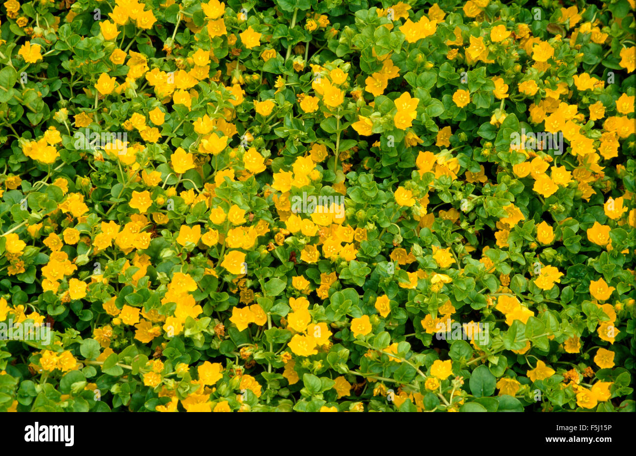 Close-up of Lysimachia, Creeping Jenny Banque D'Images