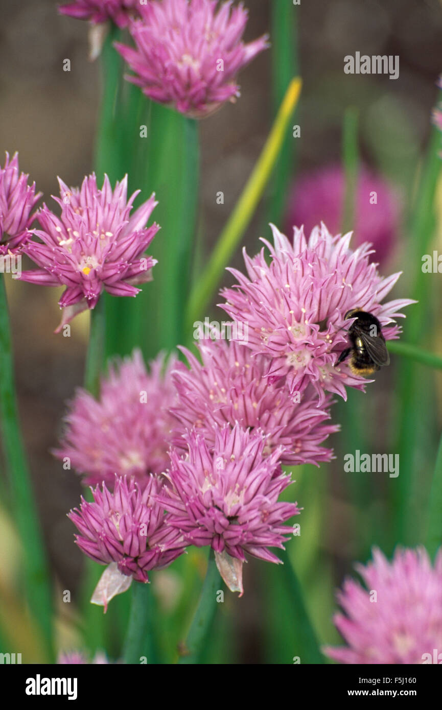 Close-up d'une abeille sur une fleur rose allium Banque D'Images