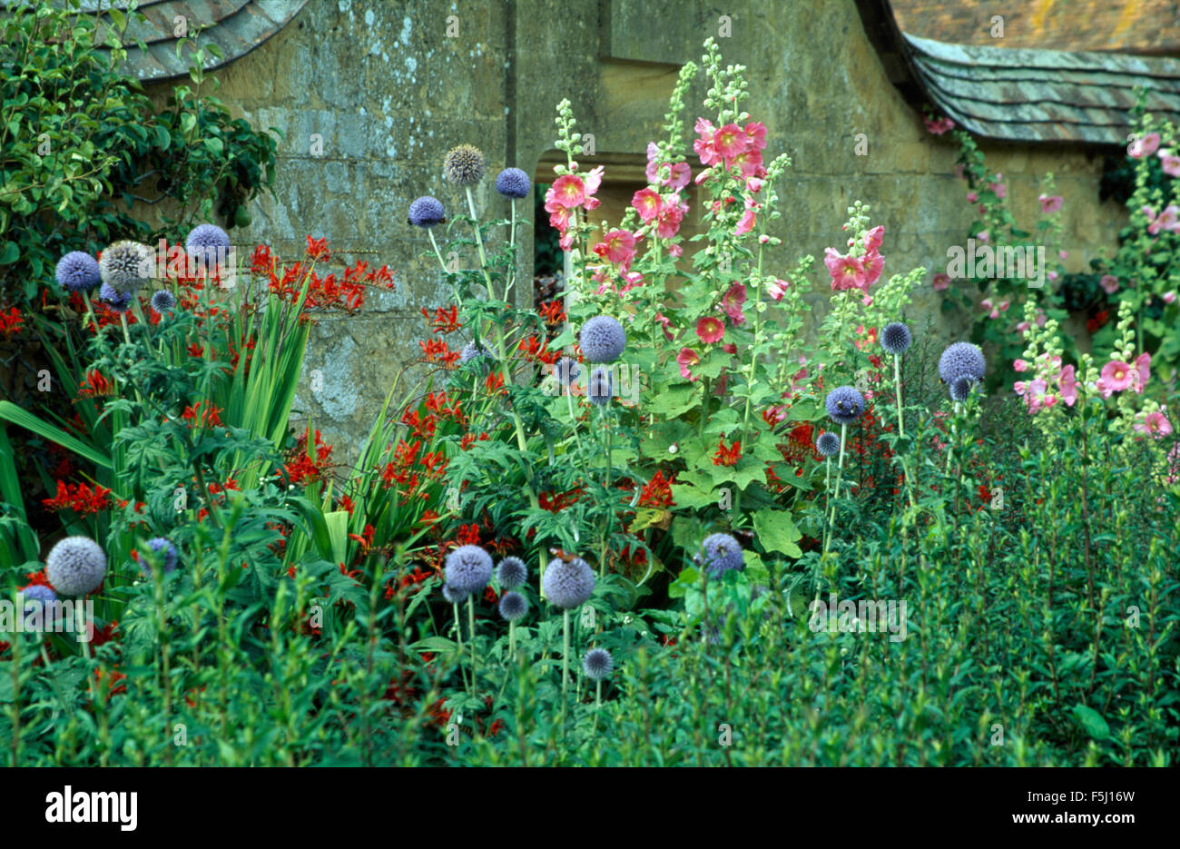 Close-up de bleu Echinops avec roses trémières et roses Crocosmia rouge Banque D'Images