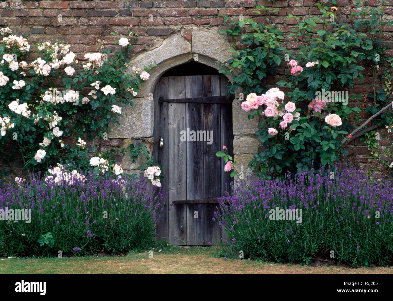 Frontière lavande rose et blanc en dessous de rosiers grimpants et d'autre d'une vieille porte en bois dans un jardin clos Banque D'Images