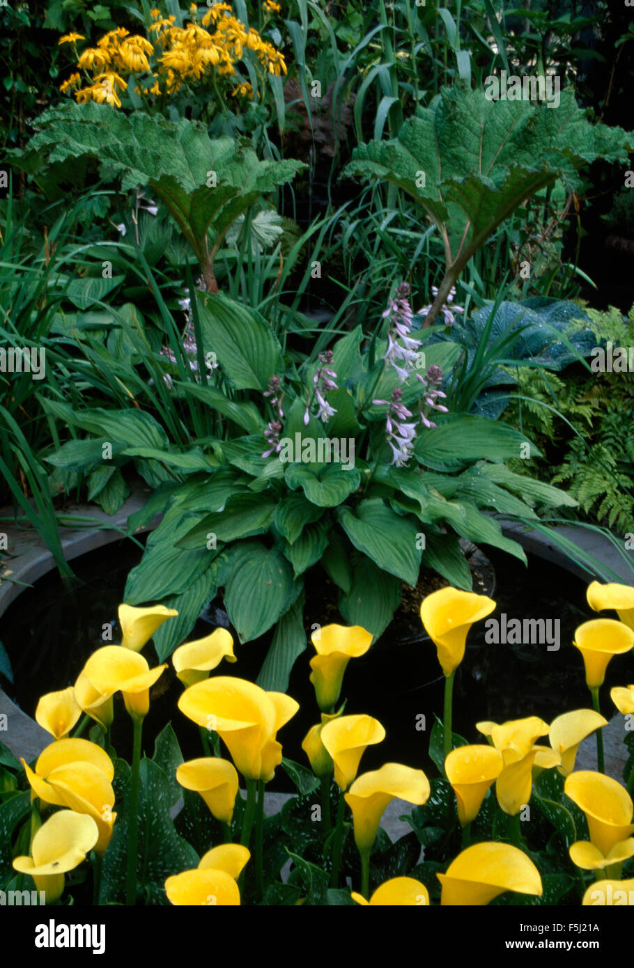 Close-up de lis calla jaune et une petite piscine à côté de hosta en fleurs Banque D'Images