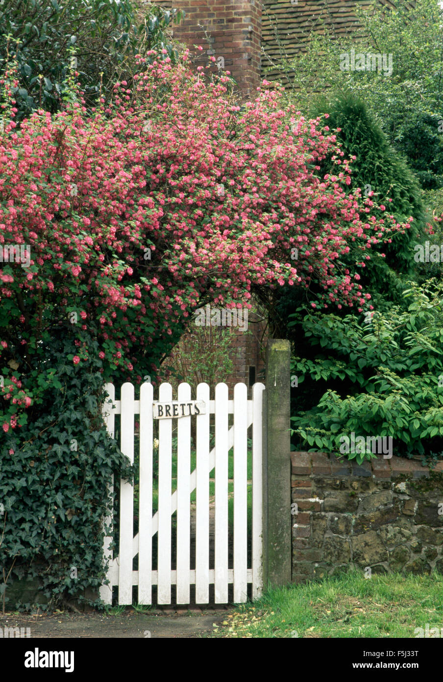 Groseillier à fleurs rose à côté d'une porte blanche dans un pays jardin au printemps Banque D'Images