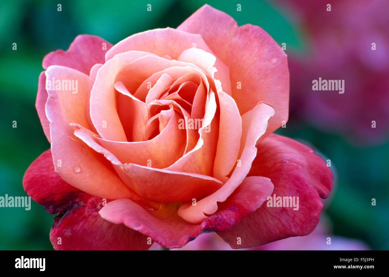 Close-up of a rose saumon rose Banque D'Images