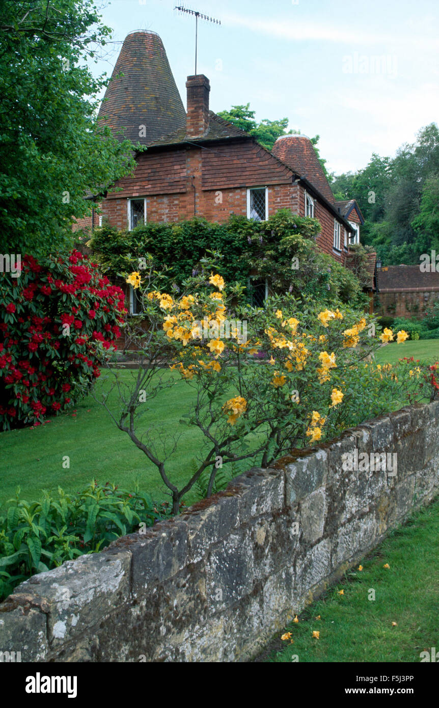 Azalée jaune vieux mur de pierre dans le jardin de l'oast house converti Banque D'Images