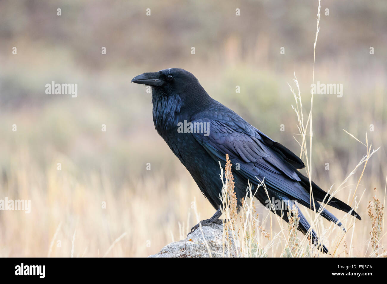 Grand Corbeau, Corvus corax, Grand Tetons National Park, Wyoming, USA Banque D'Images