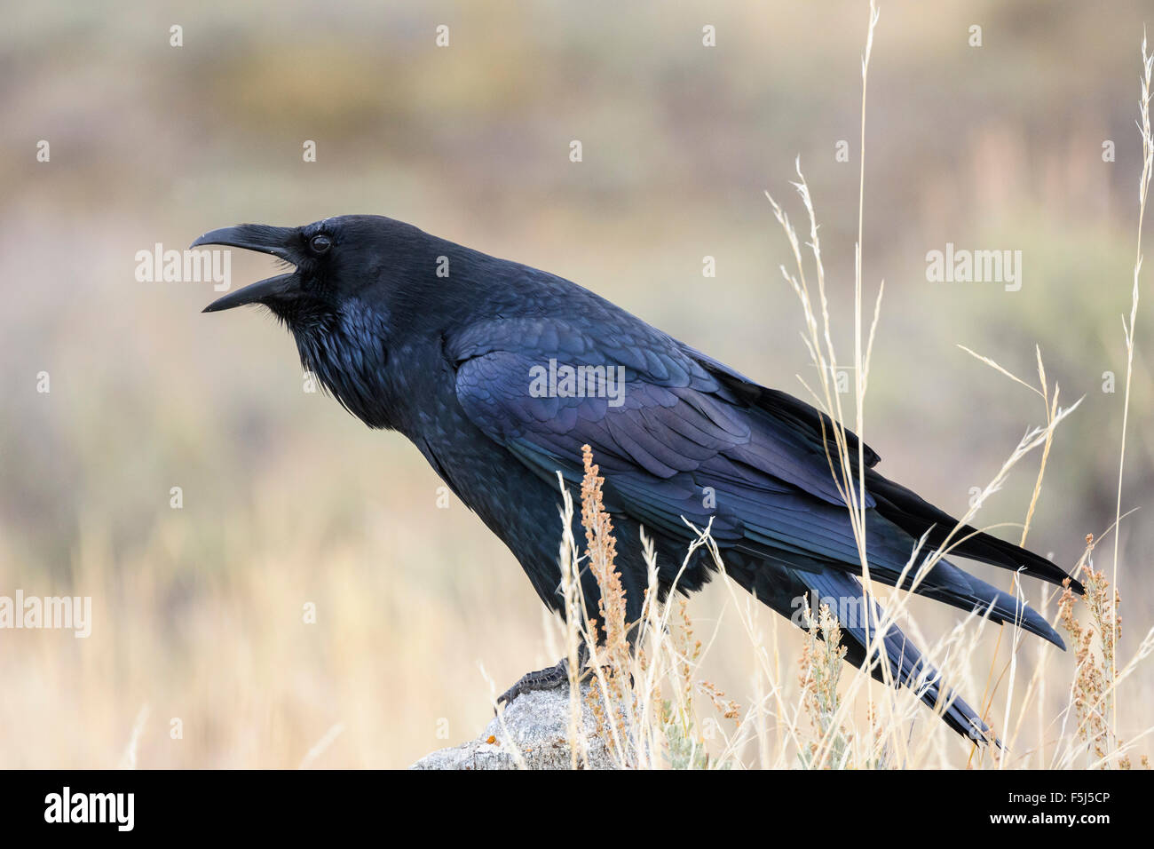 Grand Corbeau, Corvus corax, Grand Tetons National Park, Wyoming, USA Banque D'Images