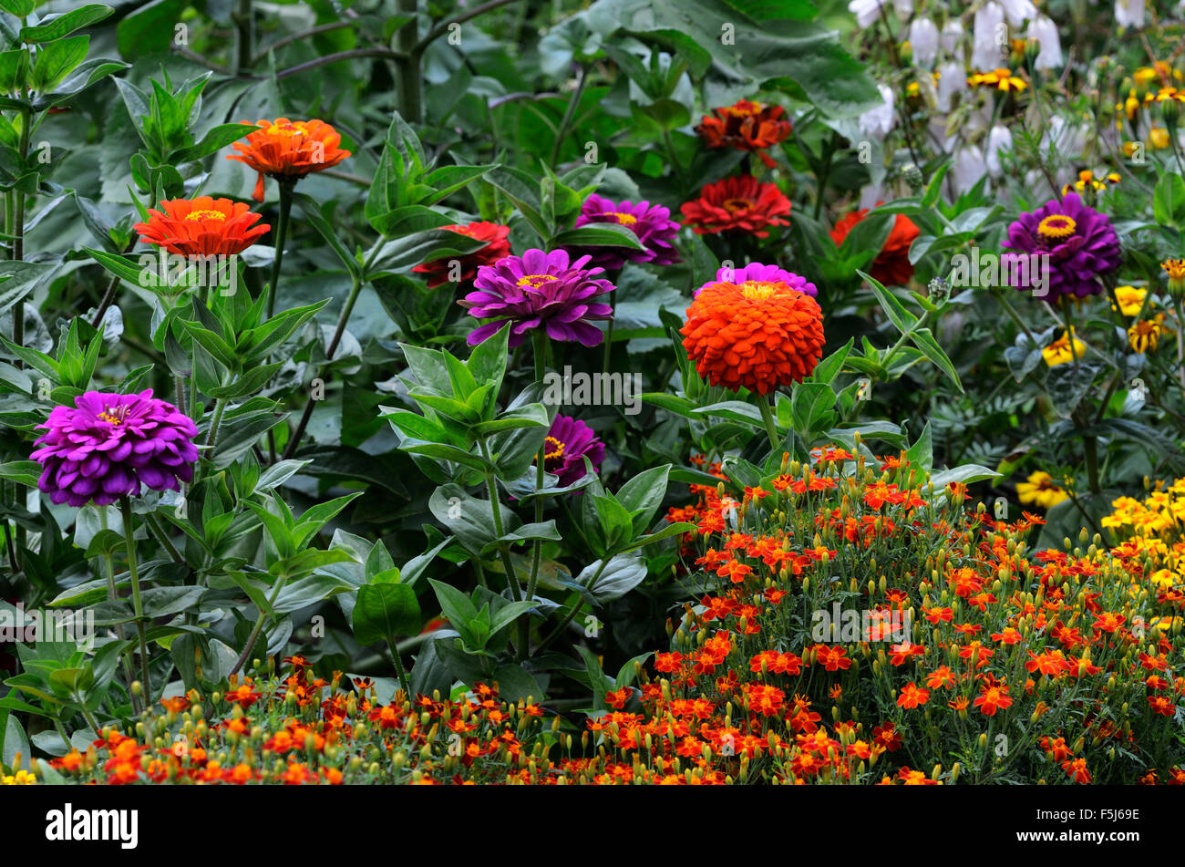 Beaux parterres multicolores, jardin photo horizontale Banque D'Images