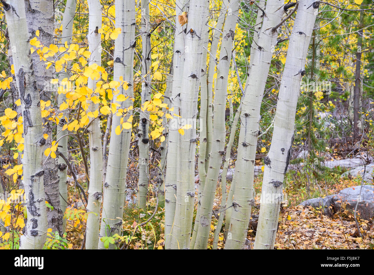 Les trembles, Grand Tetons National Park, Wyoming, USA Banque D'Images