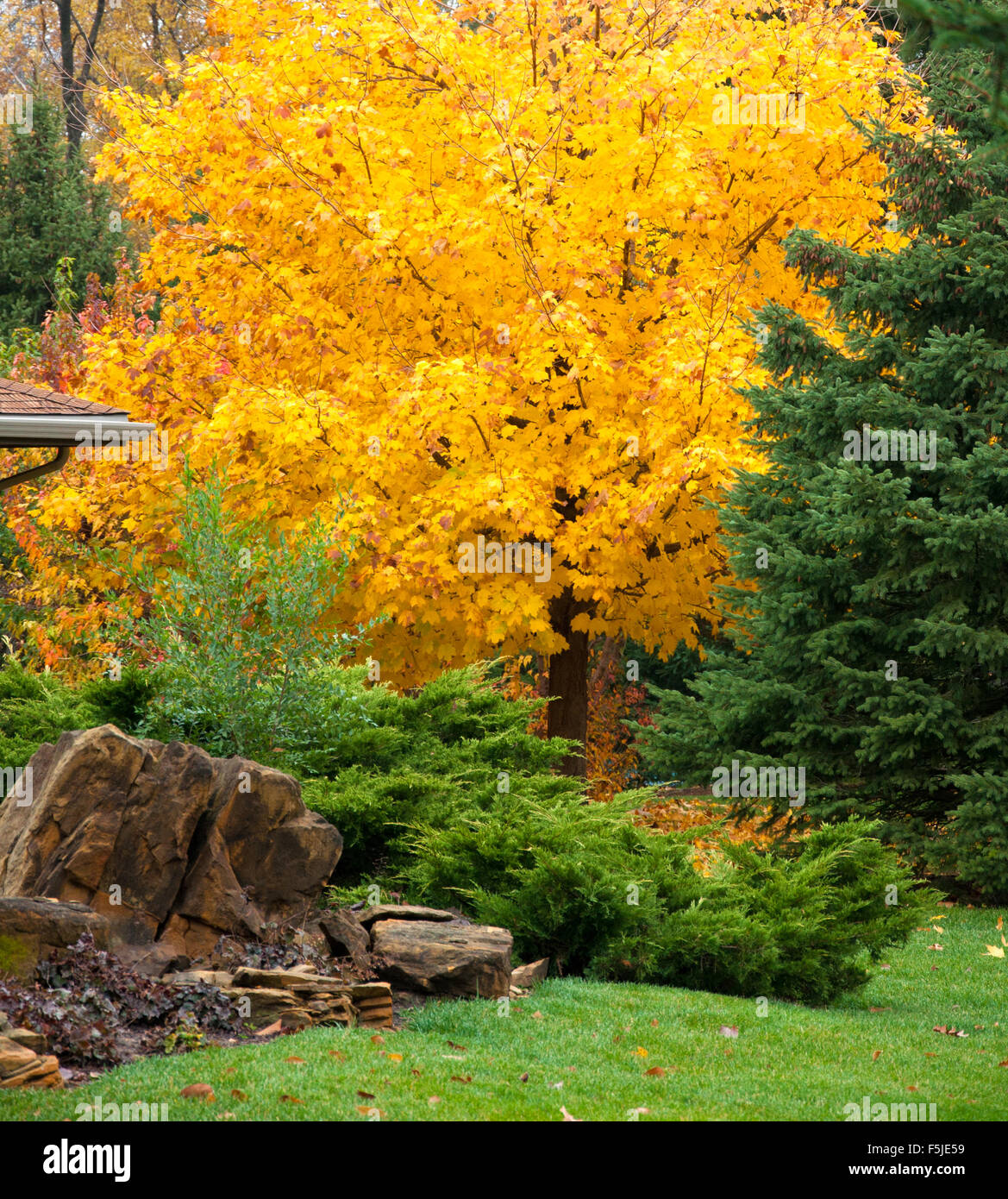 Arbre jaune Banque de photographies et d’images à haute résolution Alamy — free download