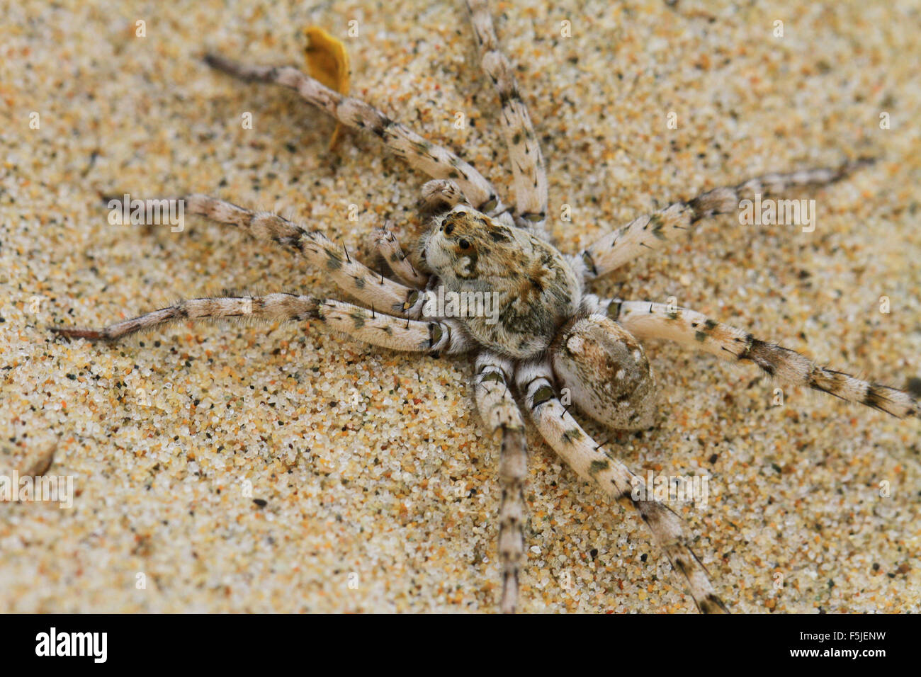 Dolomedes Tenebrosus, également connu sous le nom de l'araignée de pêche ou de pépinière spider web, sur une plage de sable à Michigan Banque D'Images