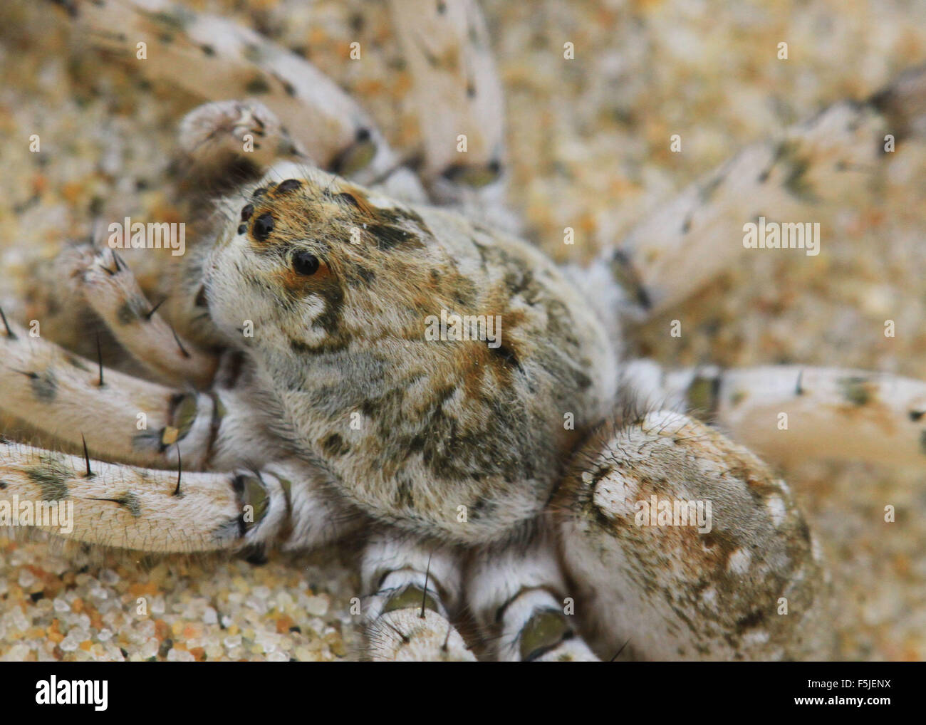 Dolomedes Tenebrosus, également connu sous le nom de l'araignée de pêche ou de pépinière spider web, sur une plage de sable à Michigan Banque D'Images