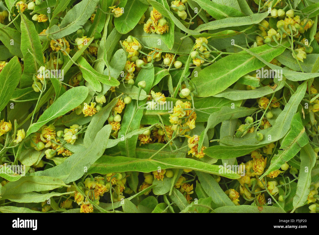 Fleurs de Tilleul frais contexte Banque D'Images